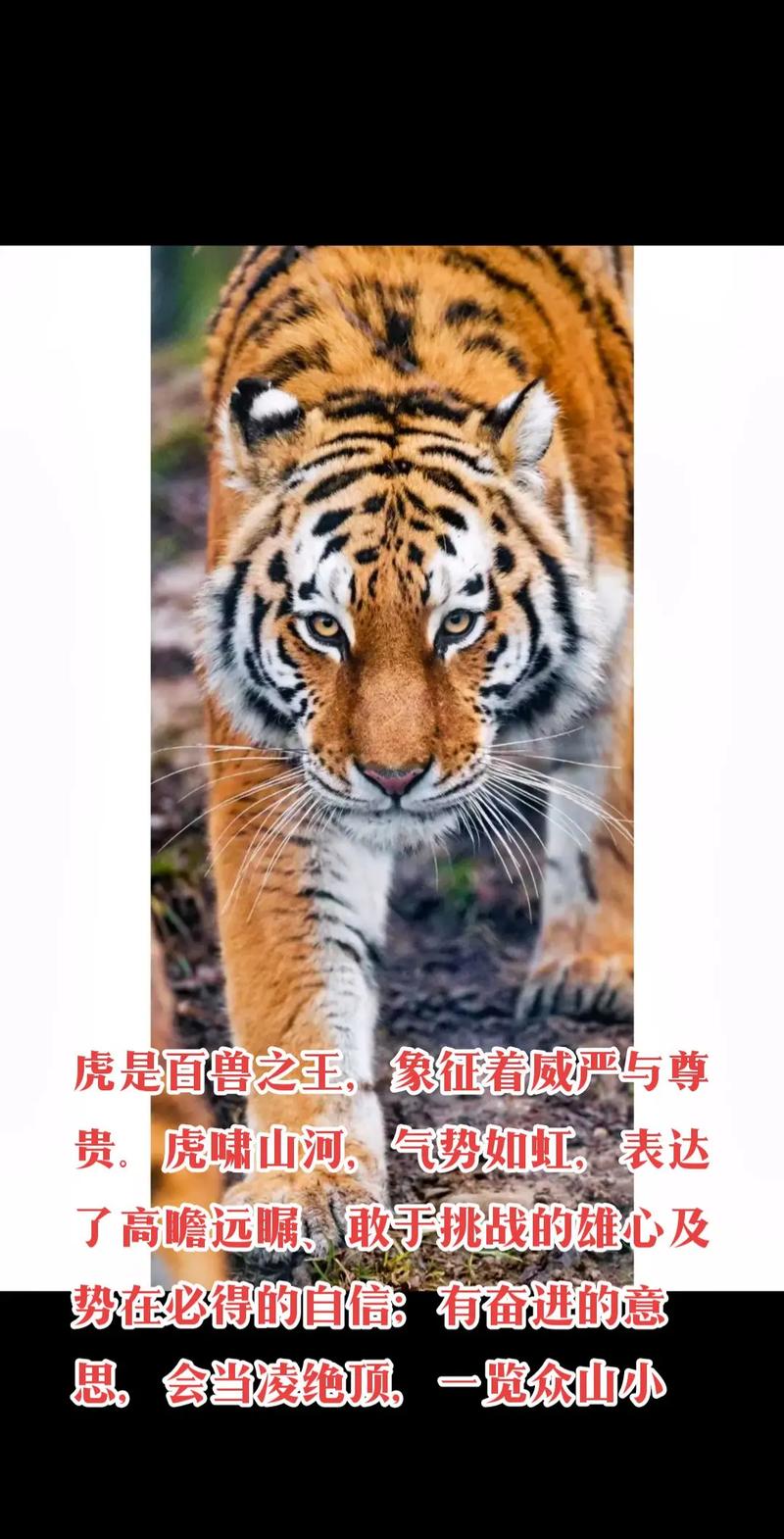 巴厘虎多大，巴厘虎比美洲虎？  第3张