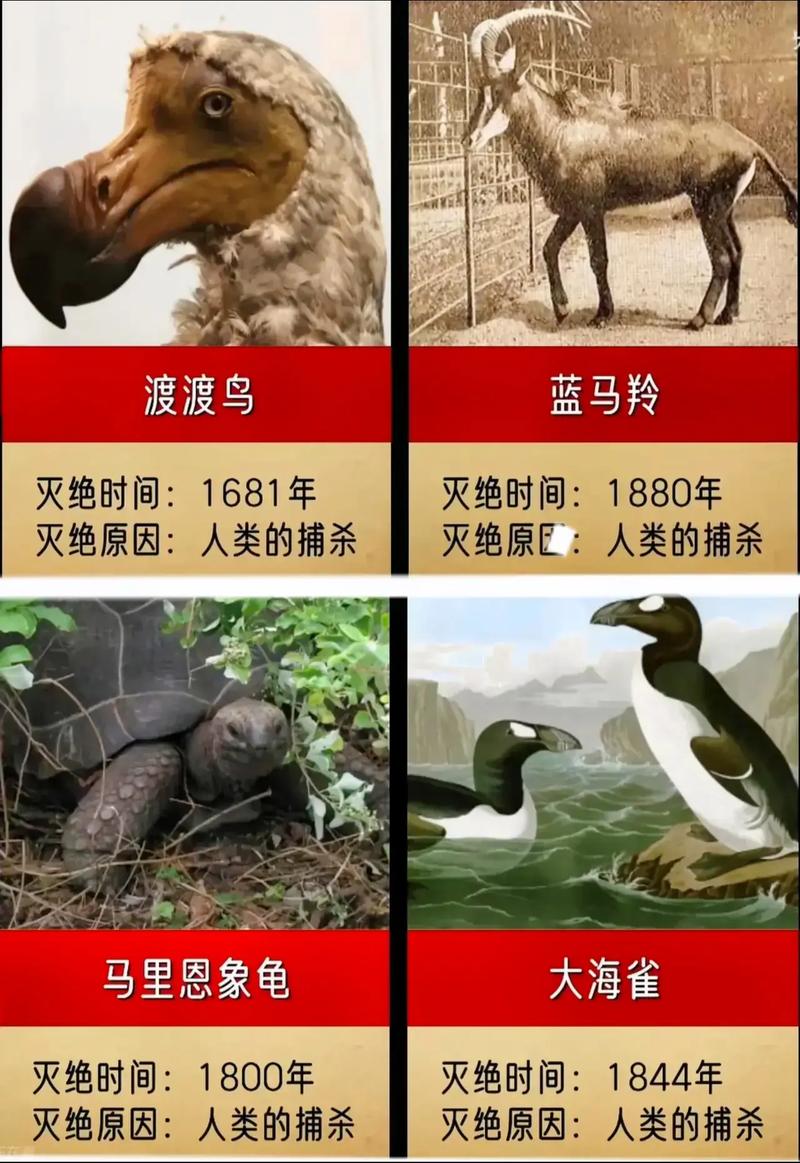 巴厘虎多大，巴厘虎比美洲虎？  第4张