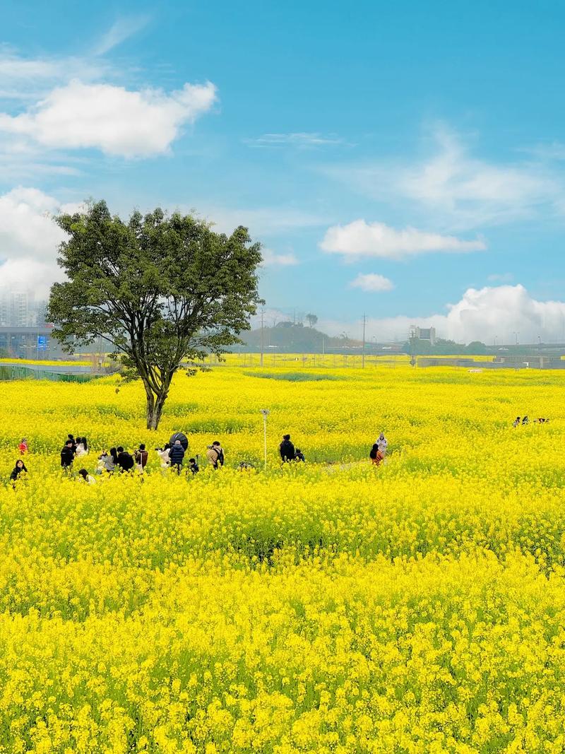 成都郫都区天气情况，中国四川省成都市郫都区天气？  第3张