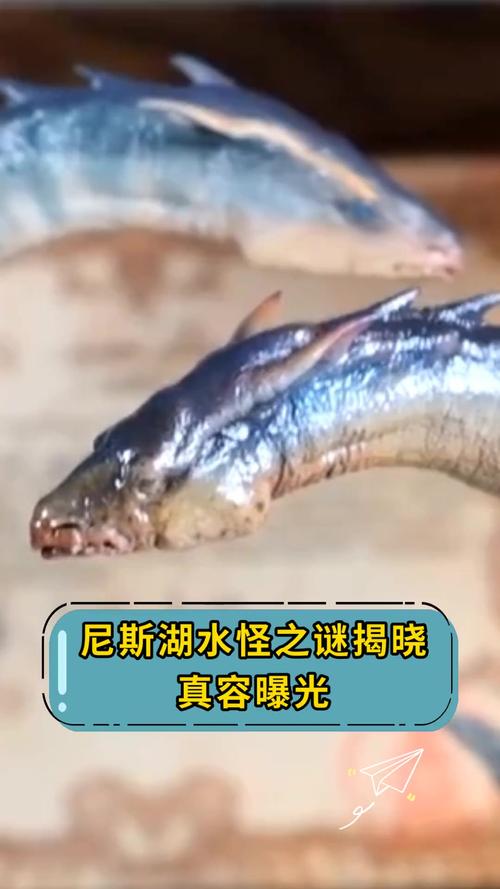 尼斯湖水怪图片真相，尼斯湖水怪图片真相图？  第4张