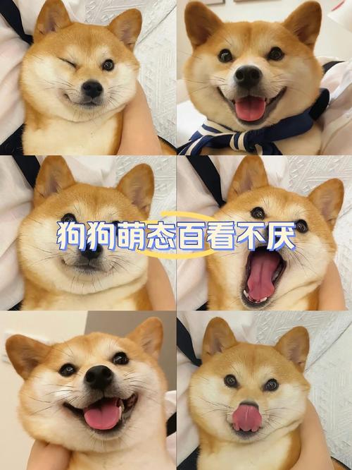 微笑狗真的存在吗?，微笑狗有多可怕？  第4张