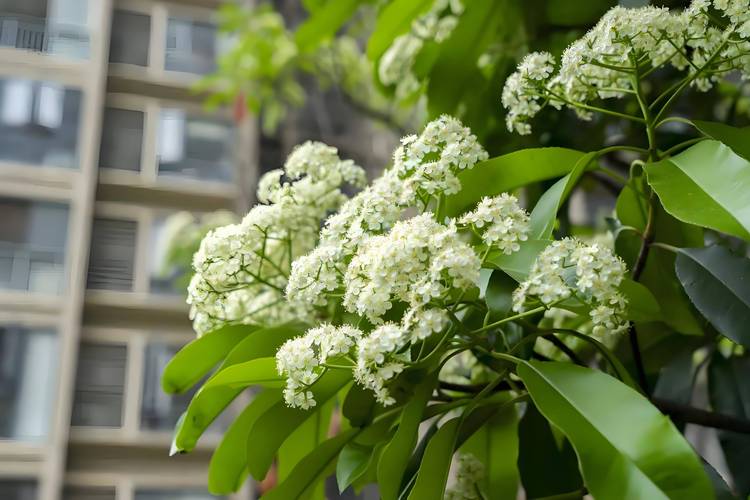 为什么要种植石楠花，为啥要种石楠花？  第2张