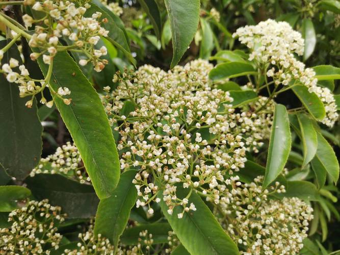为什么要种植石楠花，为啥要种石楠花？  第3张