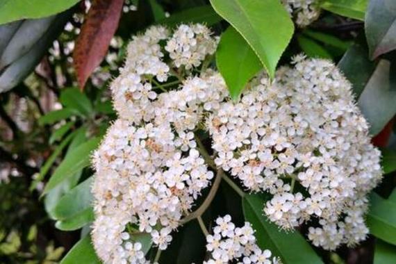 为什么要种植石楠花，为啥要种石楠花？  第4张
