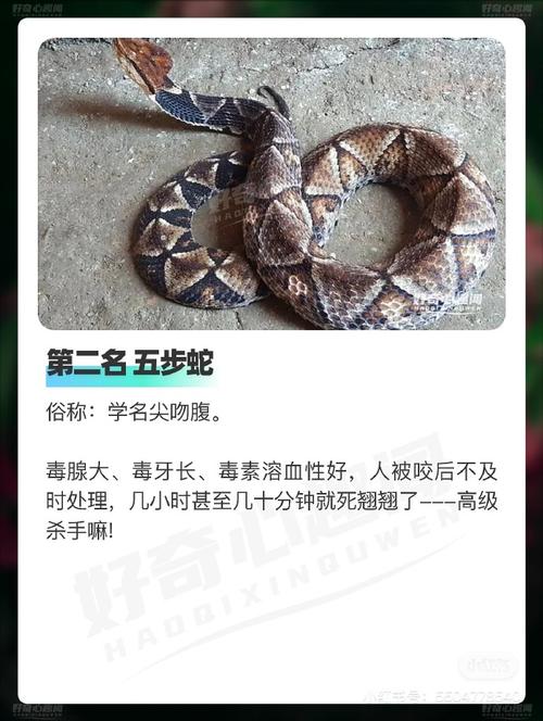 世界上最恐怖的蛇图片，世界上最恐怖的蛇有哪些？  第4张