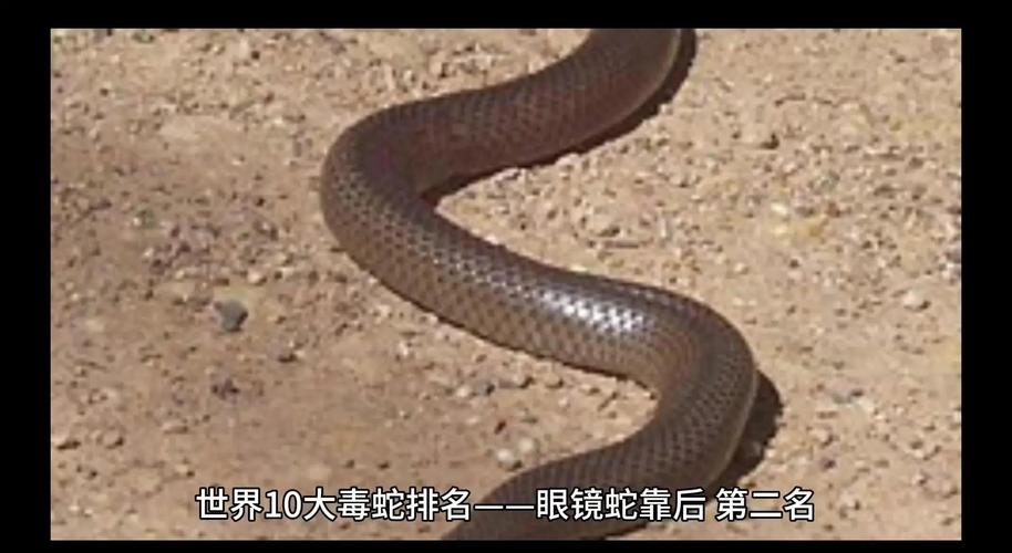 世界上最恐怖的蛇图片，世界上最恐怖的蛇有哪些？  第5张