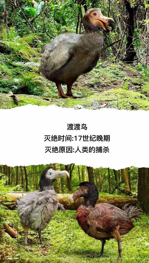 世界上最后一只巨齿鲨，世界上最后一只巨齿鲨在哪个国家？  第1张