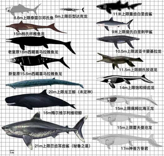 世界上最后一只巨齿鲨，世界上最后一只巨齿鲨在哪个国家？  第3张
