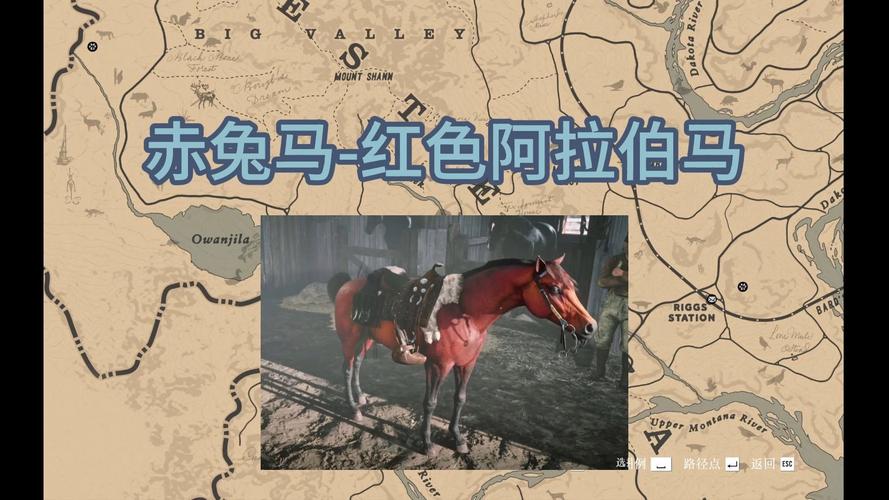 纯血马和土库曼马哪个好，土库曼马好吗  第6张