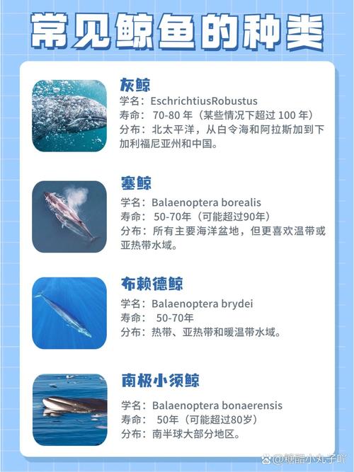 抹香鲸vs大王乌贼电影，我想看抹香鲸和大王乌贼大战  第4张