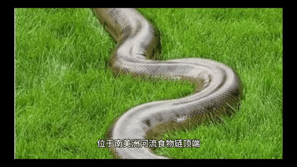 世界上最大的蛇是什么蛇有多大，世界上最大的蛇是什么蛇长什么样？  第4张