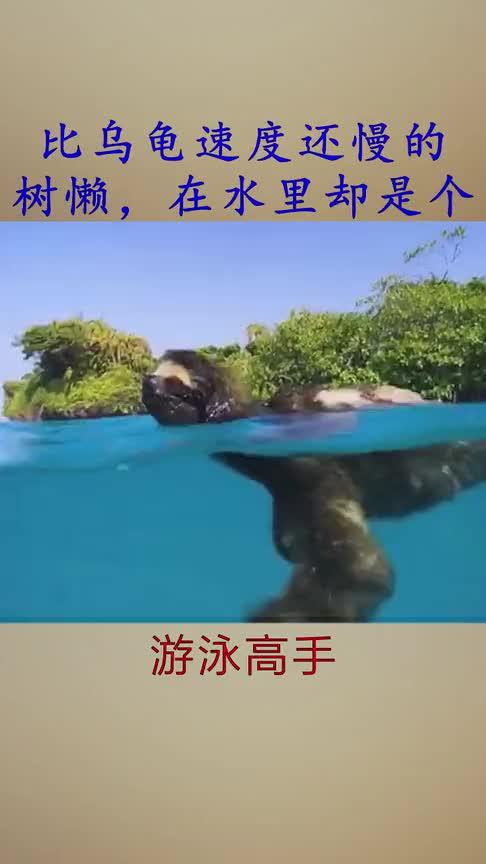 树懒在水里会攻击人吗，树懒在水里会攻击人吗为什么？  第1张