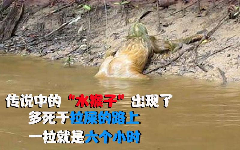 树懒在水里会攻击人吗，树懒在水里会攻击人吗为什么？  第2张
