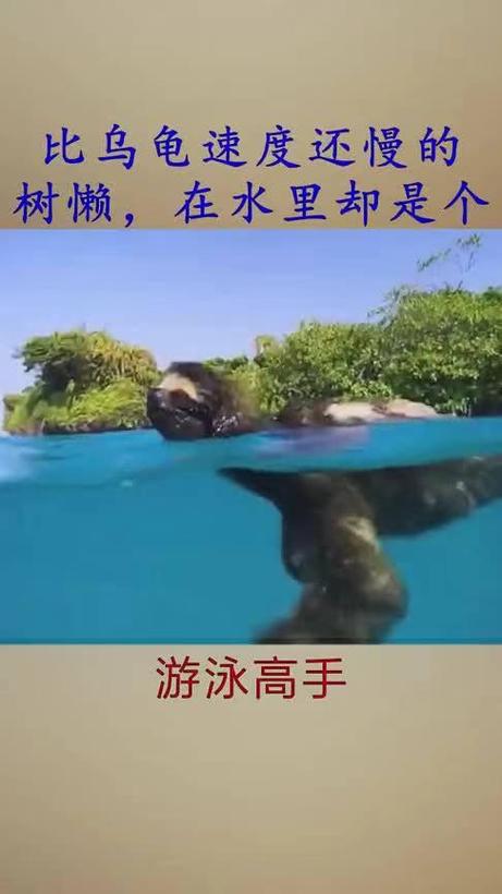 树懒在水里会攻击人吗，树懒在水里会攻击人吗为什么？  第3张