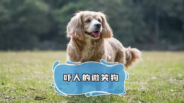 真正的微笑狗主人？微笑狗的主人长什么样？  第1张