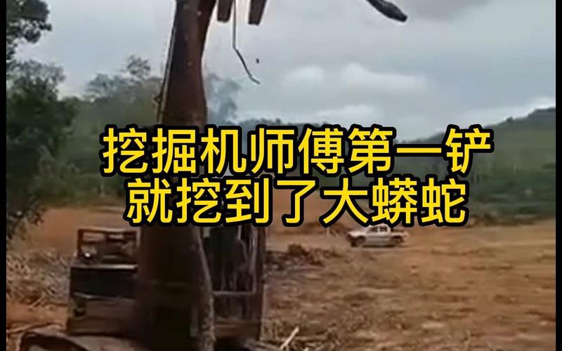 2008沈阳工地挖出大蛇图片？沈阳挖出来大蟒蛇？  第4张