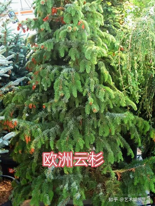 世界上比较高的树是什么品种，世界上的比较高的树  第3张