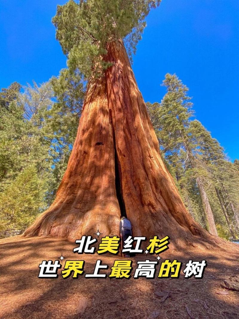世界上比较高的树是什么品种，世界上的比较高的树  第6张