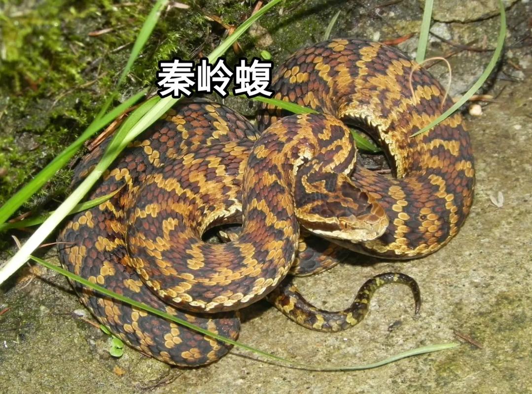 秦岭事件解密，秦岭事件是什么事件？  第4张