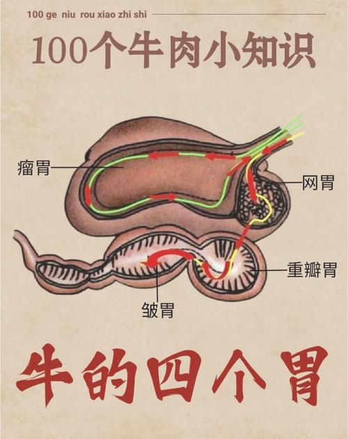 牛欢喜是牛的什么部位图片，牛欢喜是啥部位？  第1张