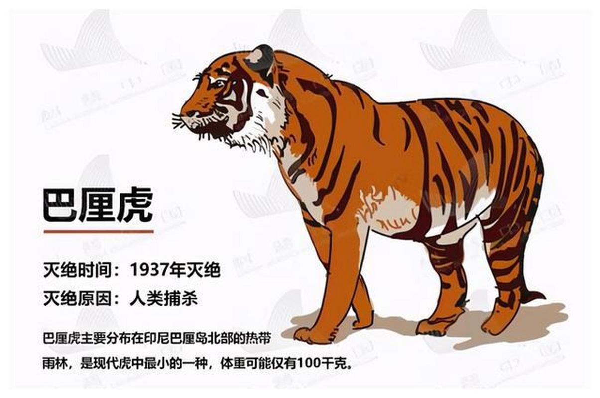 巴厘虎体重，巴厘虎平均体重  第3张