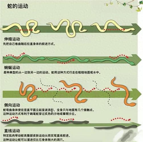 真足蛇的祖先是什么动物，真足蛇有毒吗？  第6张