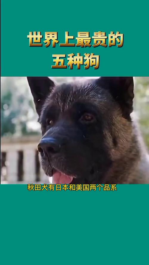 世界上最贵的狗多少钱一只？世界上最贵的狗费用排名？  第1张