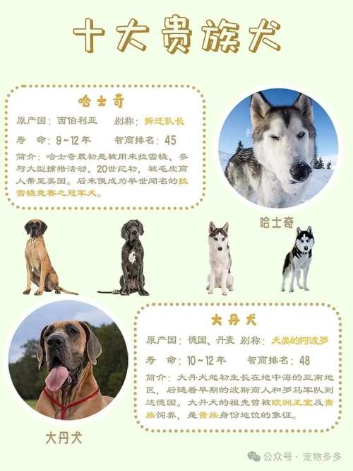 世界上最贵的狗多少钱一只？世界上最贵的狗费用排名？  第2张