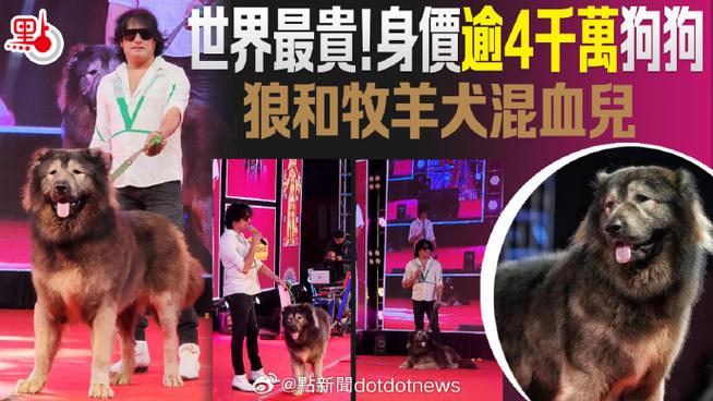世界上最贵的狗多少钱一只？世界上最贵的狗费用排名？  第3张