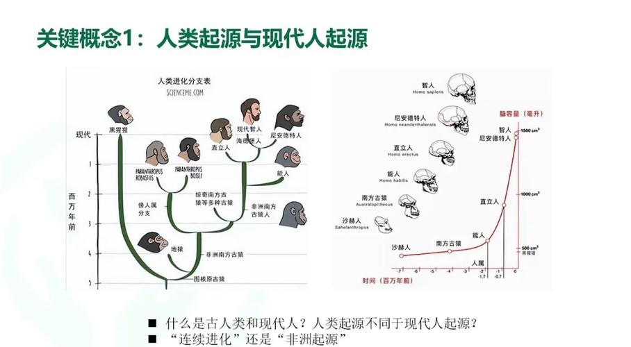 黑人类人猿，黑人是猿人吗  第6张