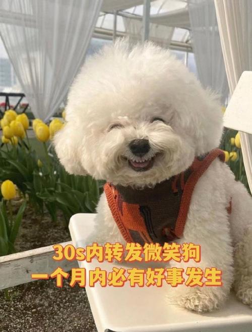 微笑狗恐怖图片哈士奇，微笑狗恐怖图片哈士奇可爱？  第3张