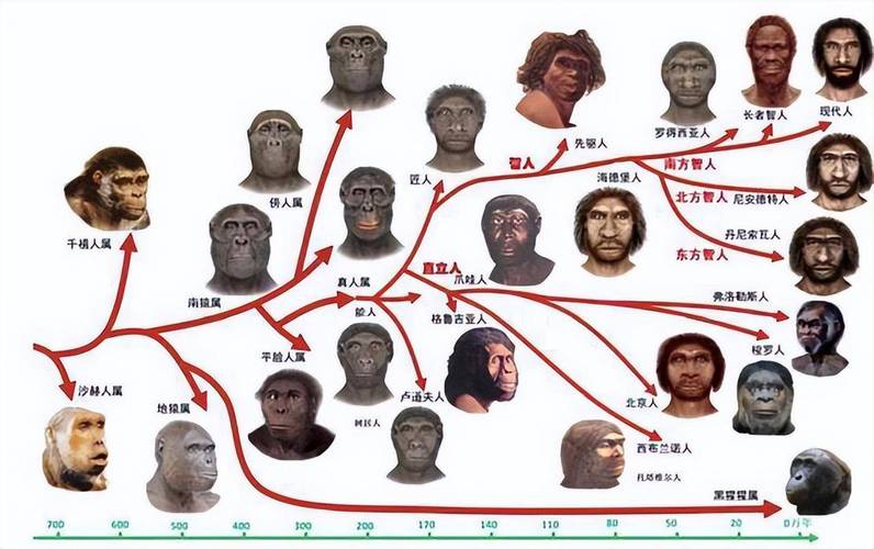 已经确认中国人不是智人，中国人是智人后代吗？  第1张