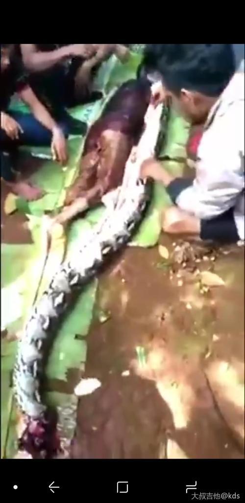 黄蛇巨蛇事件，大黄蛇费用？  第1张