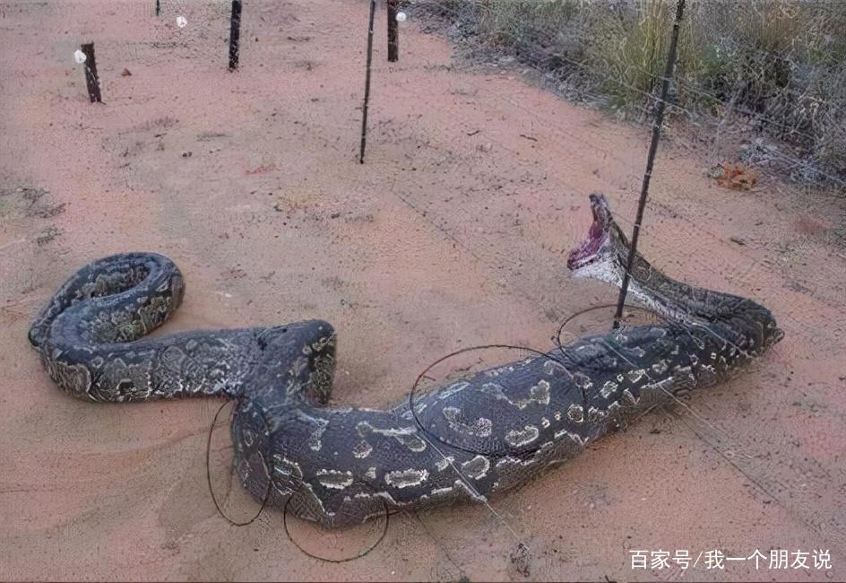 黄蛇巨蛇事件，大黄蛇费用？  第5张