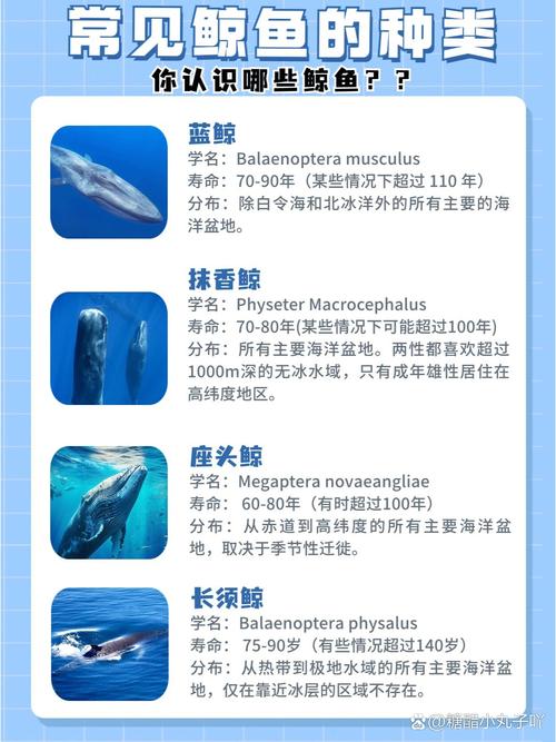蓝鲸已经不是最大的动物了？蓝鲸是有史以来最大的动物吗？  第2张