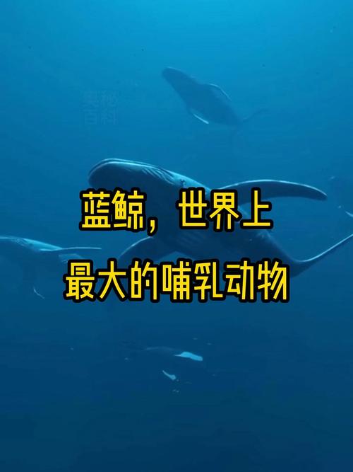蓝鲸已经不是最大的动物了？蓝鲸是有史以来最大的动物吗？  第3张