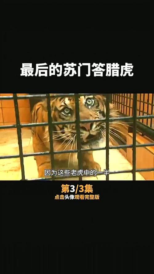 苏门答腊虎，苏门答腊虎简介  第6张
