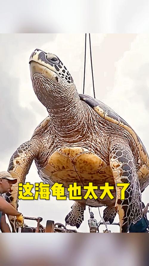 世界最大的海龟是，请问世界上最大的海龟是什么海龟？  第6张