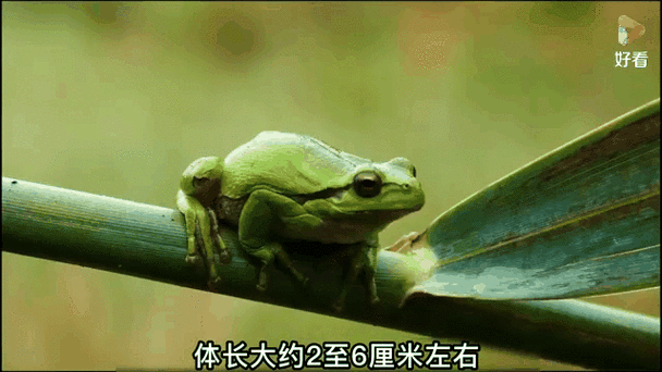 世界上最毒的箭毒蛙，世界上最毒的箭毒蛙前十名视频？  第1张