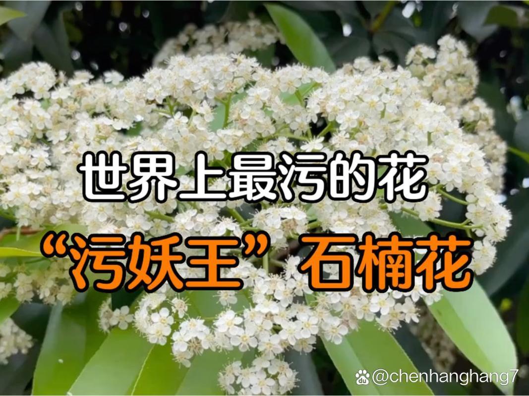 石楠花为什么是精子味？石楠花为什么发出那种气味？  第5张