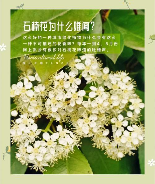 石楠花为什么是精子味？石楠花为什么发出那种气味？  第4张