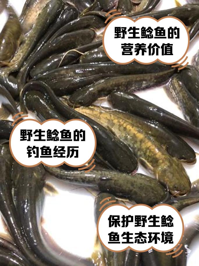 1963年鲶鱼事件？1963鲶鱼计划？  第5张