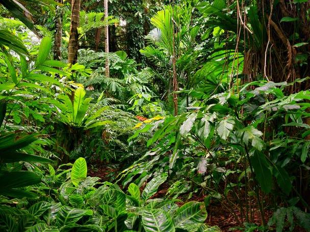 热带雨林前十恐怖生物，热带雨林前十恐怖生物每个50字  第3张