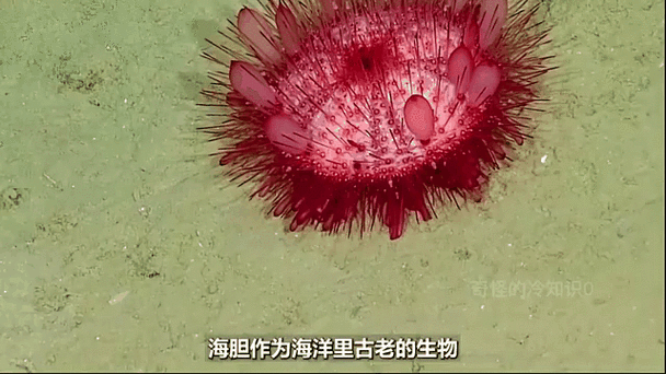 箭毒蛙的天敌？黄金箭毒蛙的天敌？  第1张