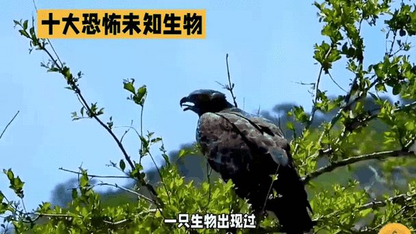 多佛恶魔电影？多佛多做什么的？  第1张