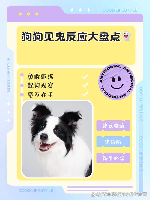 狗看见鬼有几种表现？狗看见鬼有几种表现为什么狗能看见脏东西？  第4张
