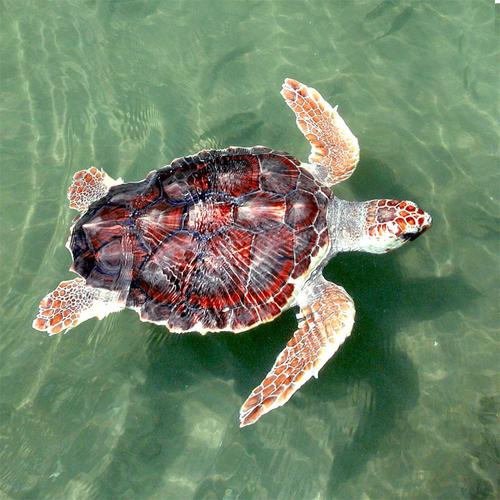 海龟最大能达到多少斤重？海龟最重有多少斤？  第1张