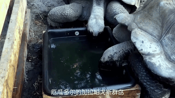 海龟最大能达到多少斤重？海龟最重有多少斤？  第6张
