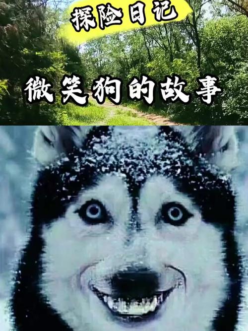 微笑狗可怕吓人图片？微笑狗可怕吓人图片卡通？  第1张