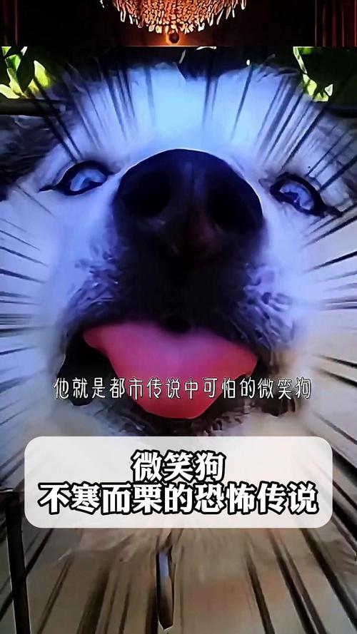 微笑狗可怕吓人图片？微笑狗可怕吓人图片卡通？  第5张